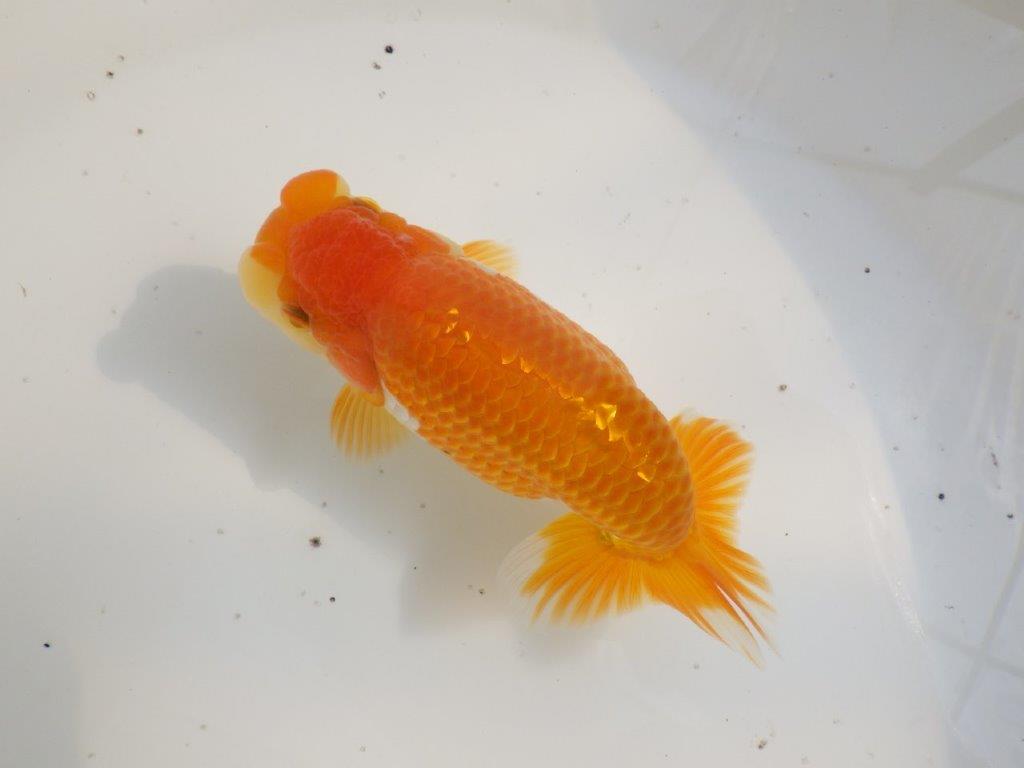 【全国大会東大関獲得ブリーダー 】魅力でカバー!当歳らんちゅう約15,5㎝メス?