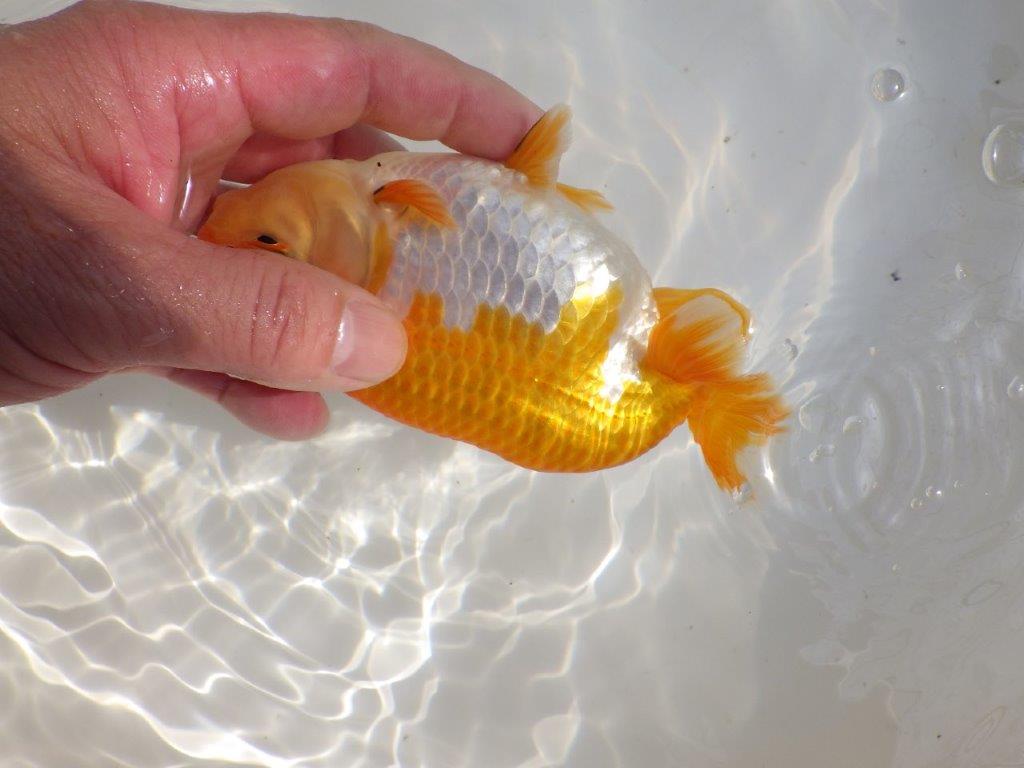 【全国大会東大関獲得ブリーダー 】魅力でカバー！当歳らんちゅう約15,5㎝メス？