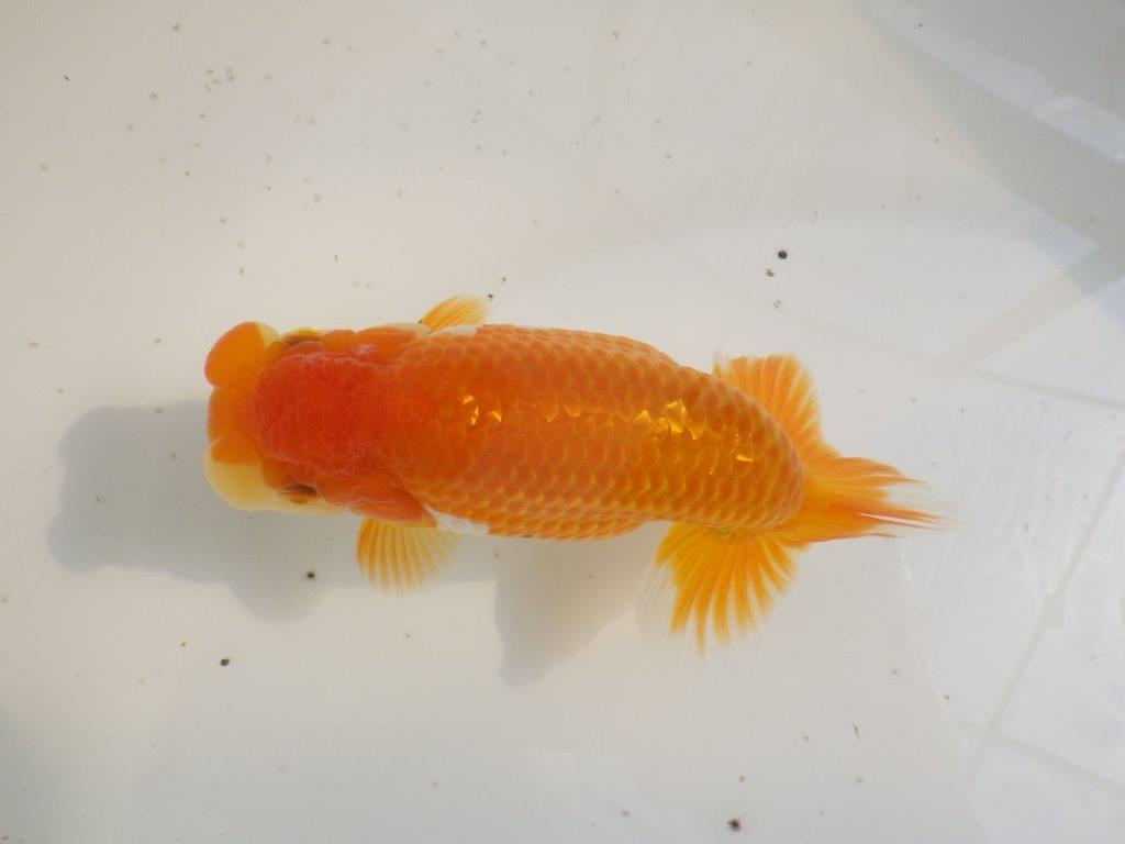 【全国大会東大関獲得ブリーダー 】魅力でカバー！当歳らんちゅう約15,5㎝メス？
