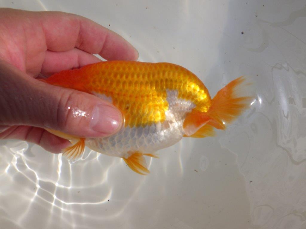 【全国大会東大関獲得ブリーダー 】魅力でカバー！当歳らんちゅう約15,5㎝メス？