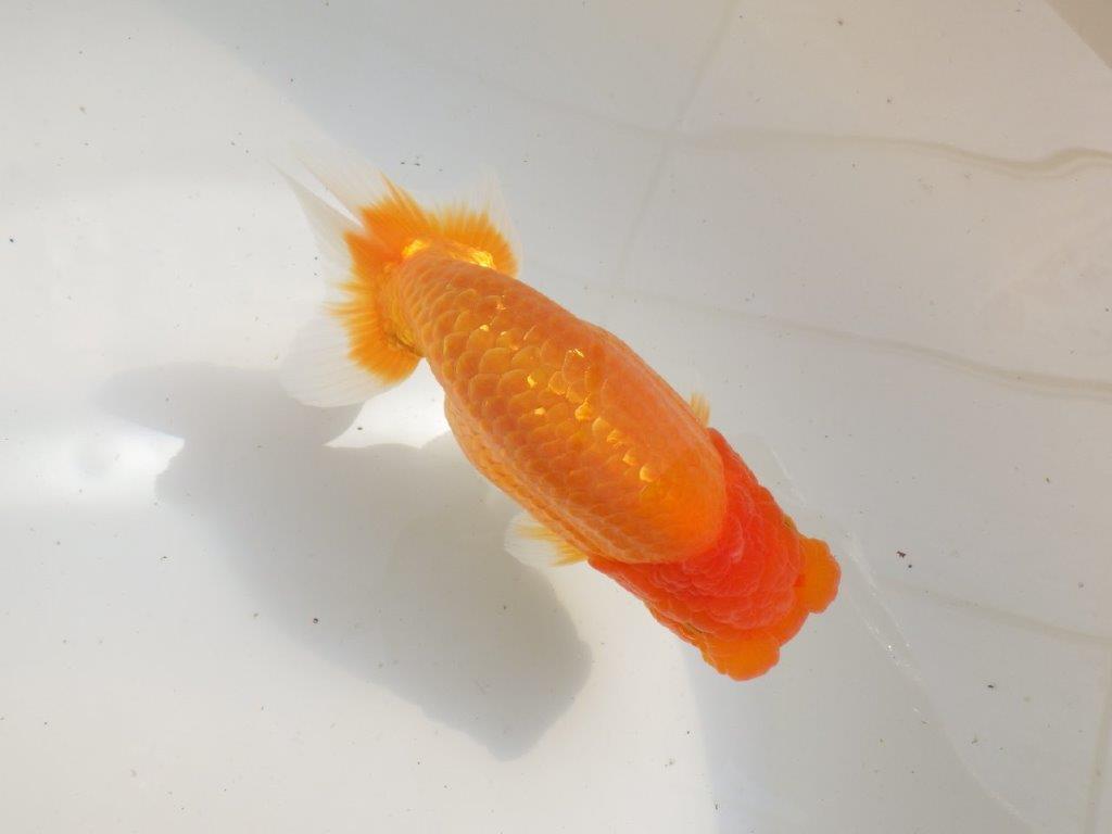 【全国大会東大関獲得ブリーダー 】飼い込みお勧め当歳らんちゅう約16,5㎝メス?