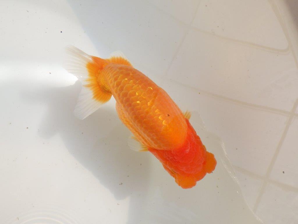 【全国大会東大関獲得ブリーダー 】飼い込みお勧め当歳らんちゅう約16,5㎝メス?
