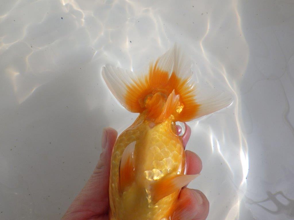 【全国大会東大関獲得ブリーダー 】飼い込みお勧め当歳らんちゅう約16,5㎝メス?