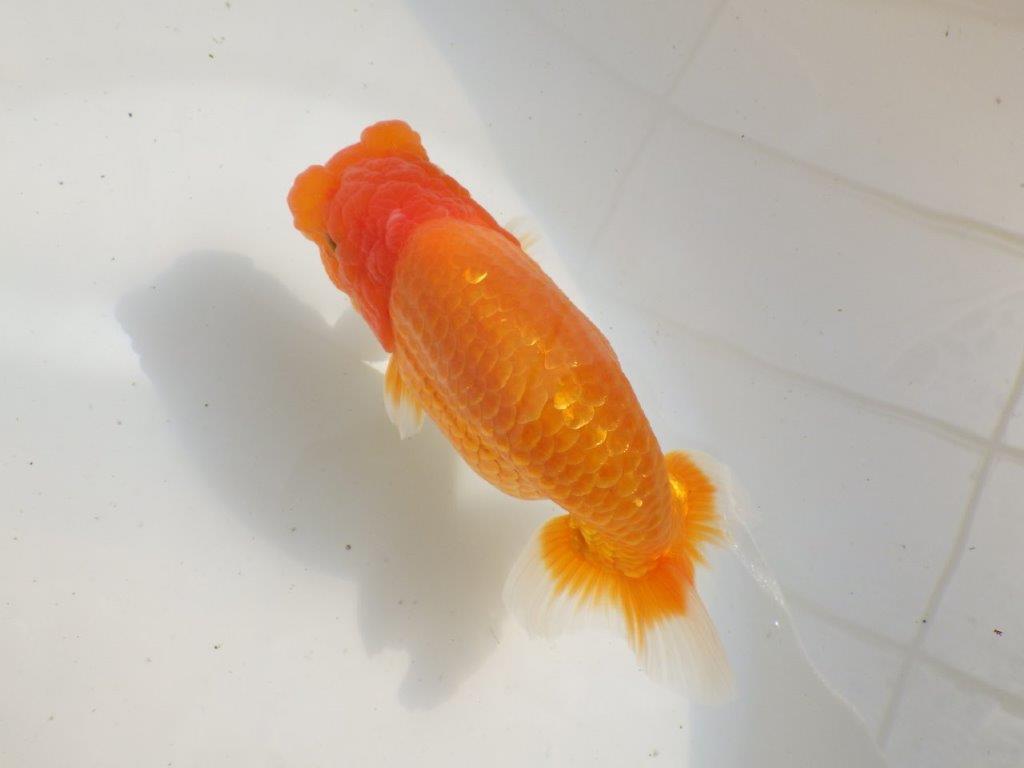 【全国大会東大関獲得ブリーダー 】飼い込みお勧め当歳らんちゅう約16,5㎝メス？の上身