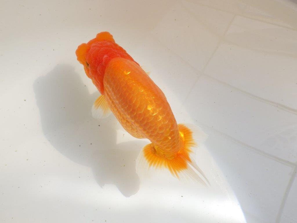 【全国大会東大関獲得ブリーダー 】飼い込みお勧め当歳らんちゅう約16,5㎝メス?