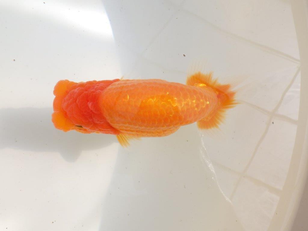 【全国大会東大関獲得ブリーダー 】飼い込みお勧め当歳らんちゅう約16,5㎝メス?
