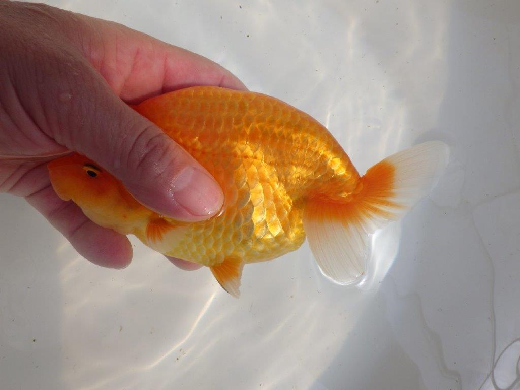 【全国大会東大関獲得ブリーダー 】飼い込みお勧め当歳らんちゅう約16,5㎝メス?