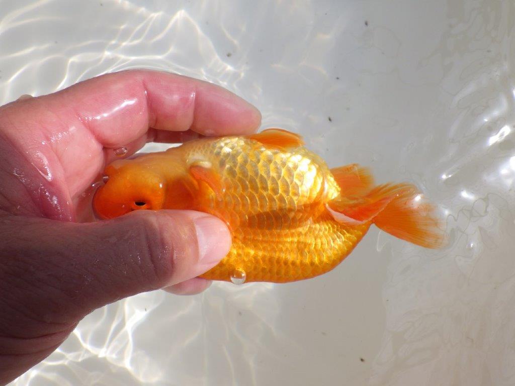 【全国大会東大関獲得ブリーダー 】来シーズンは品評大会へ!当歳らんちゅう約14㎝オス?