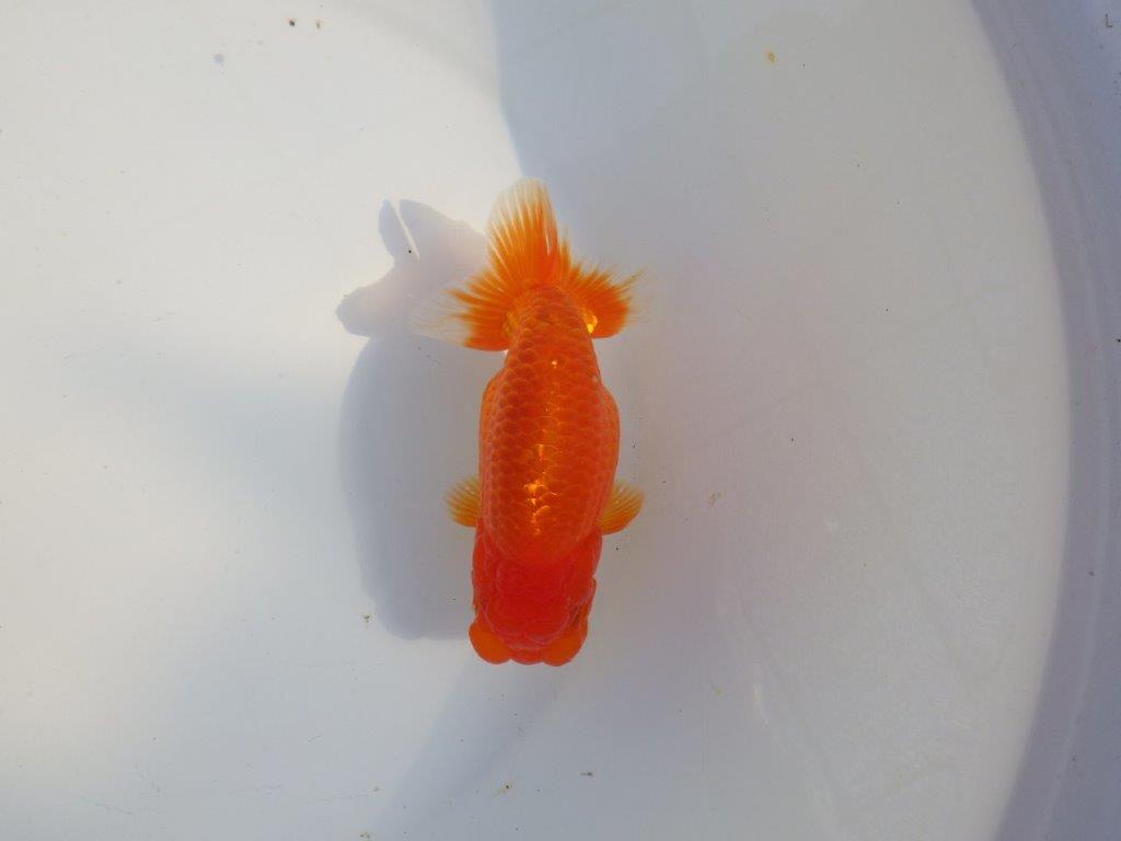 【愛知 小早川義幸氏 当歳らんちゅう 】ご鑑賞お勧めらんちゅう 約13,5cm メス?