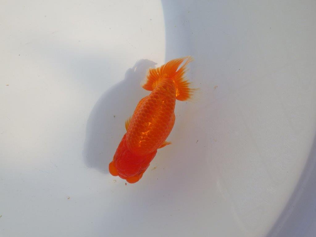 【愛知 小早川義幸氏 当歳らんちゅう 】ご鑑賞お勧めらんちゅう 約13,5cm メス?