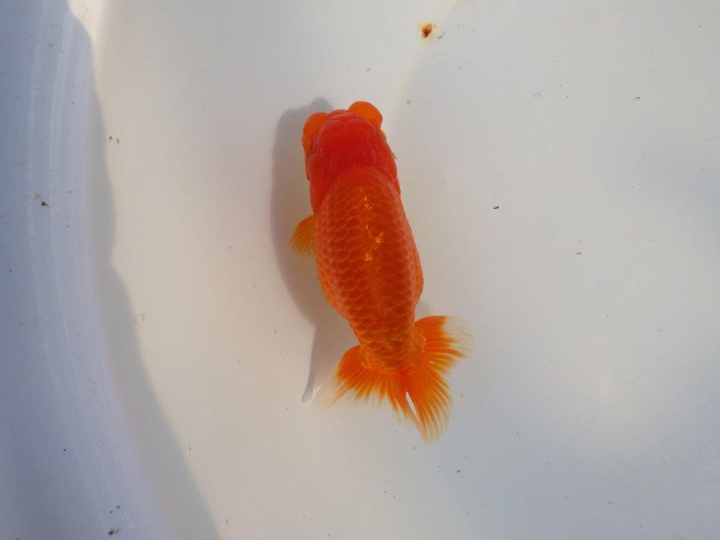 【愛知 小早川義幸氏 当歳らんちゅう 】ご鑑賞お勧めらんちゅう 約13,5cm メス?