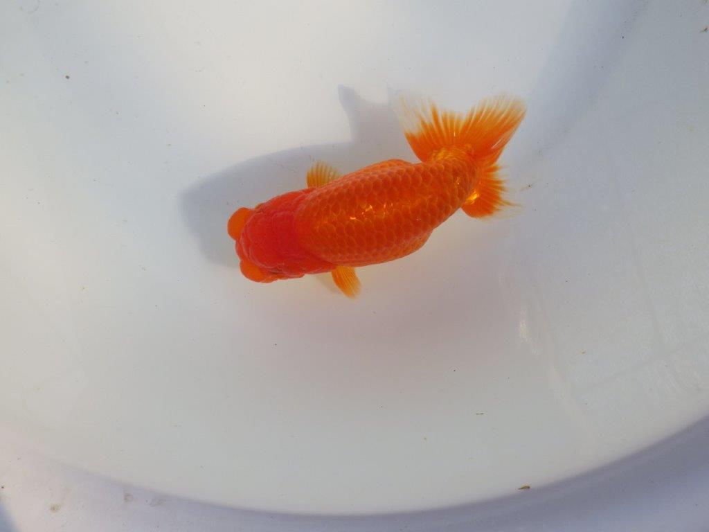 【愛知 小早川義幸氏 当歳らんちゅう 】ご鑑賞お勧めらんちゅう 約13,5cm メス?