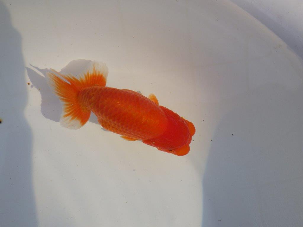 【愛知 小早川義幸氏 当歳らんちゅう 】ご鑑賞お勧めらんちゅう 約13,5cm メス?