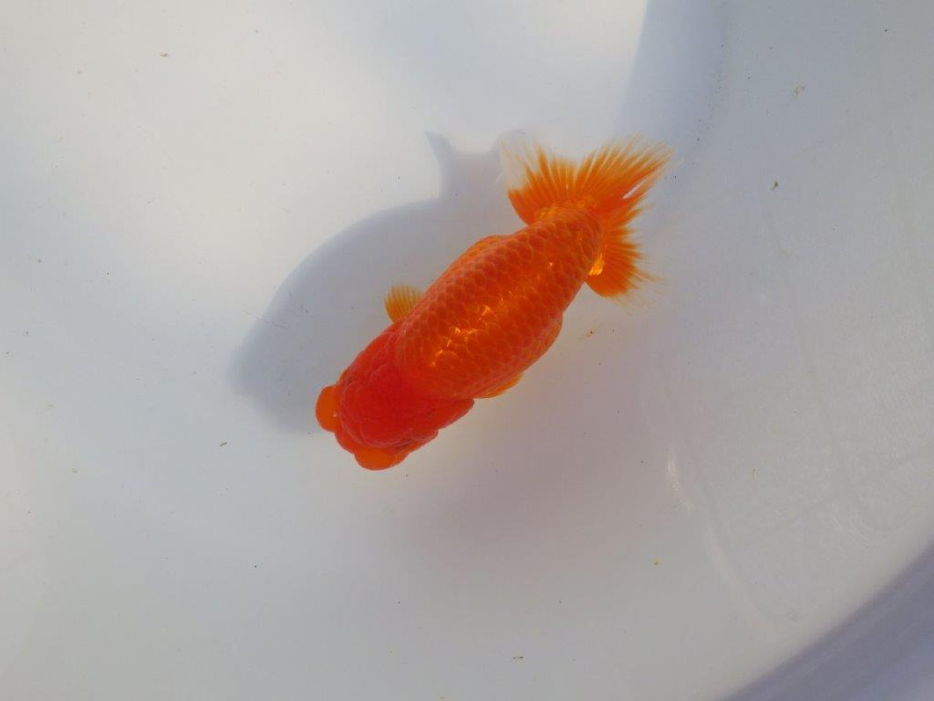 【愛知 小早川義幸氏 当歳らんちゅう 】ご鑑賞お勧めらんちゅう 約13,5cm メス?