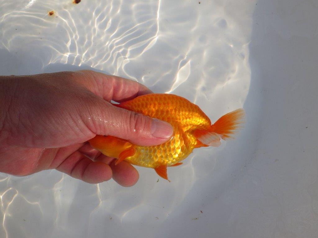 【愛知 小早川義幸氏 当歳らんちゅう 】ご鑑賞お勧めらんちゅう 約13,5cm メス?