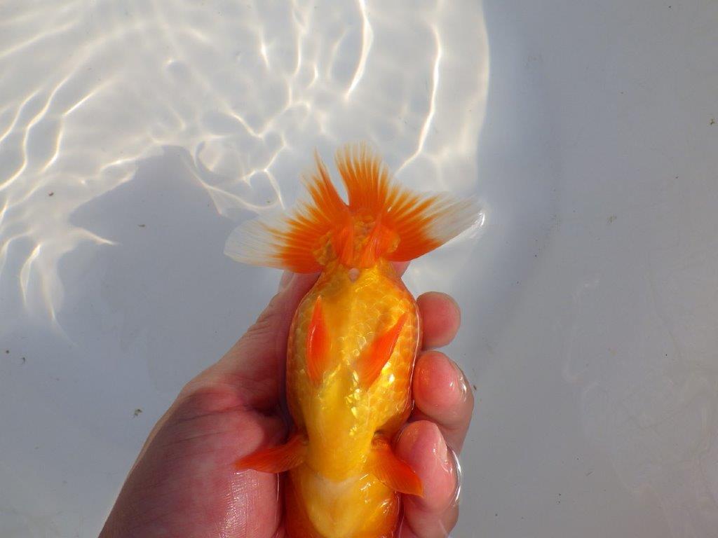 【愛知 小早川義幸氏 当歳らんちゅう 】ご鑑賞お勧めらんちゅう 約13,5cm メス?