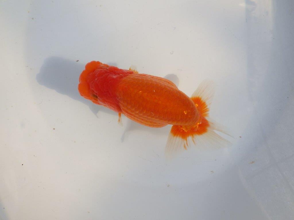 【愛知 小早川義幸氏 当歳らんちゅう 】飼い込みお勧めのらんちゅう 約14,5cm メス?