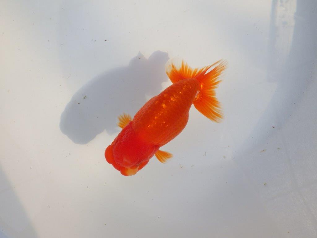 【愛知 小早川義幸氏 当歳らんちゅう 】尾型が良く種にもお勧めのらんちゅう 約14cm メス?