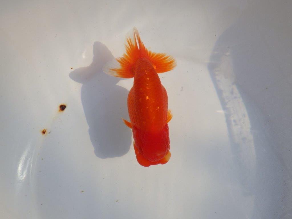 【愛知 小早川義幸氏 当歳らんちゅう 】尾型が良く種にもお勧めのらんちゅう 約14cm メス?