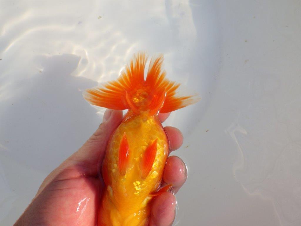 【愛知 小早川義幸氏 当歳らんちゅう 】尾型が良く種にもお勧めのらんちゅう 約14cm メス?