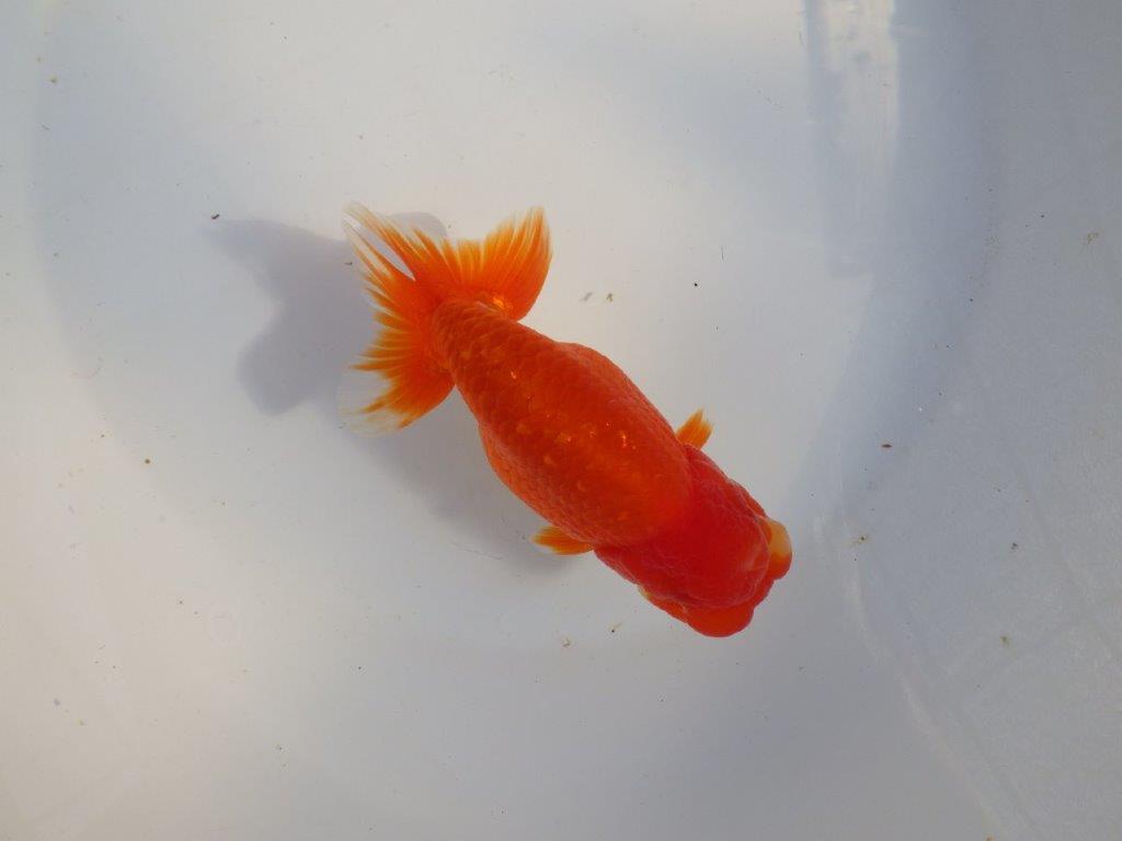 【愛知 小早川義幸氏 当歳らんちゅう 】尾型が良く種にもお勧めのらんちゅう 約14cm メス?