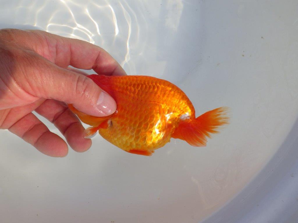 【愛知 小早川義幸氏 当歳らんちゅう 】尾型が良く種にもお勧めのらんちゅう 約14cm メス?