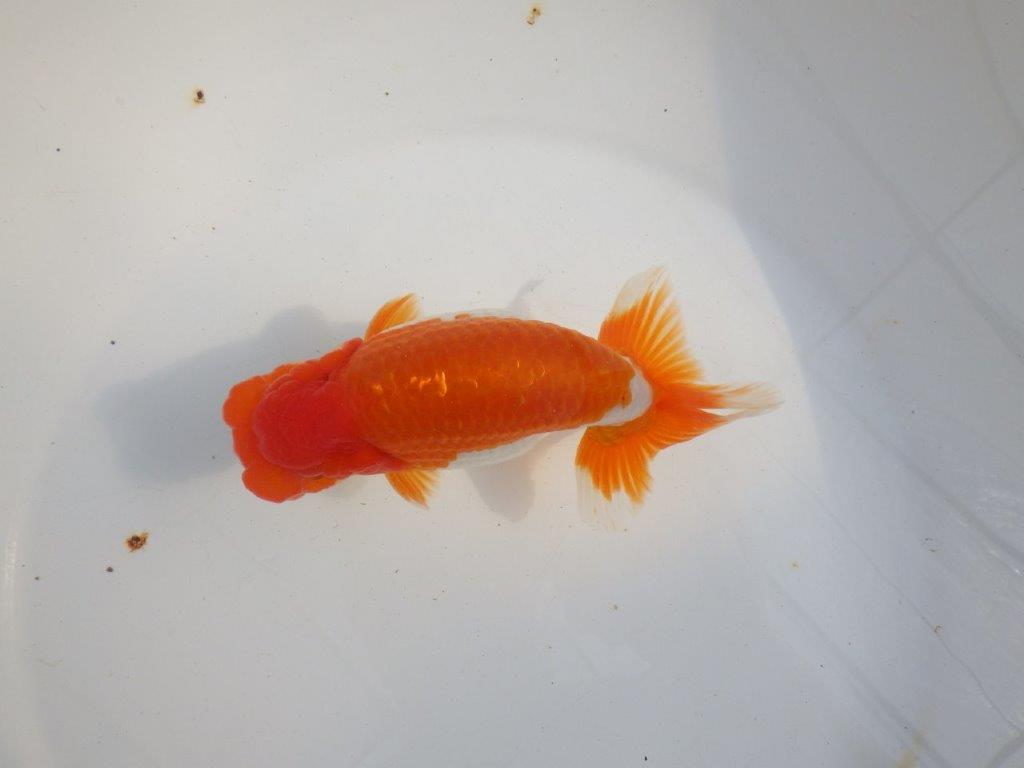 【 上位入賞独占ブリーダー】背なりが綺麗で横見が映える 当歳らんちゅう 東大関系統 約15㎝  オス?