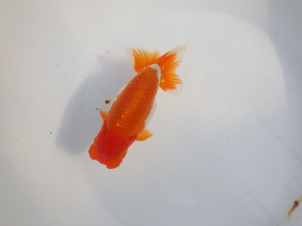 【 上位入賞独占ブリーダー】背なりが綺麗で横見が映える 当歳らんちゅう 東大関系統 約15㎝  オス?