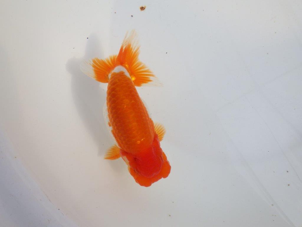 【 上位入賞独占ブリーダー】背なりが綺麗で横見が映える 当歳らんちゅう 東大関系統 約15㎝  オス?