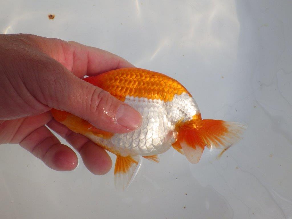 【 上位入賞独占ブリーダー】背なりが綺麗で横見が映える 当歳らんちゅう 東大関系統 約15㎝  オス?