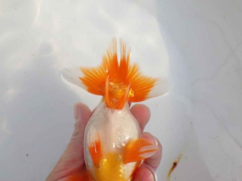 【 上位入賞独占ブリーダー】背なりが綺麗で横見が映える 当歳らんちゅう 東大関系統 約15㎝  オス?