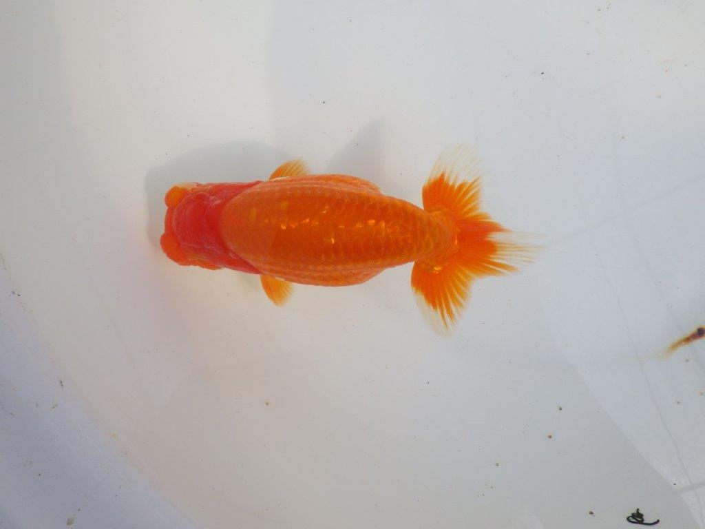 【 上位入賞独占ブリーダー】二歳で仕上がりに期待　当歳らんちゅう　東大関系統　約16㎝  メス？