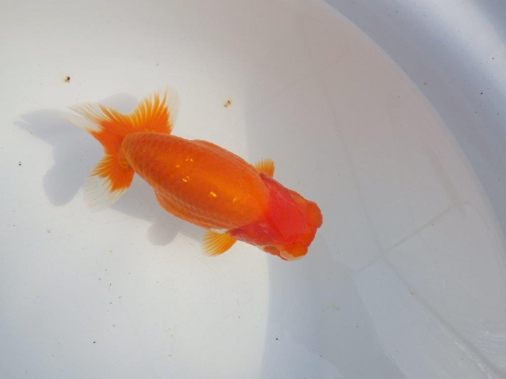 【 上位入賞独占ブリーダー】二歳で仕上がりに期待　当歳らんちゅう　東大関系統　約16㎝  メス？