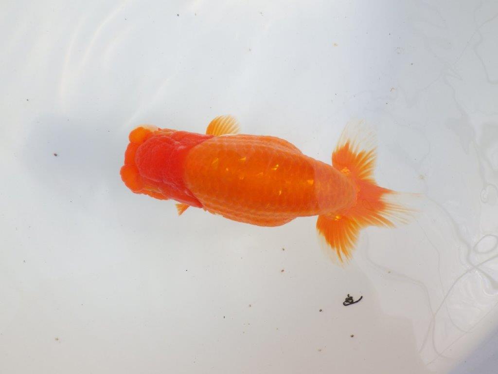 【 上位入賞独占ブリーダー】二歳で仕上がりに期待　当歳らんちゅう　東大関系統　約16㎝  メス？