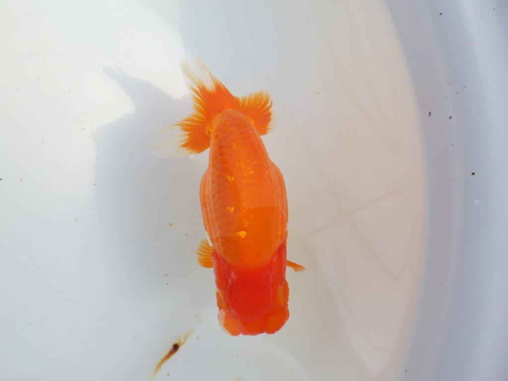 【 上位入賞独占ブリーダー】二歳で仕上がりに期待　当歳らんちゅう　東大関系統　約16㎝  メス？