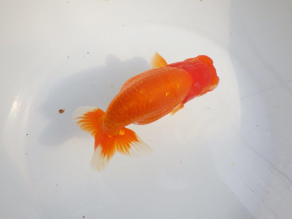 【 上位入賞独占ブリーダー】二歳で仕上がりに期待　当歳らんちゅう　東大関系統　約16㎝  メス？