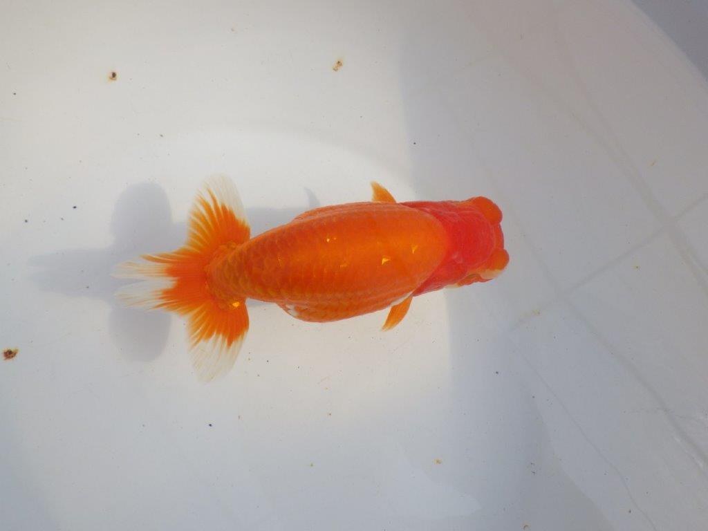 【 上位入賞独占ブリーダー】二歳で仕上がりに期待　当歳らんちゅう　東大関系統　約16㎝  メス？