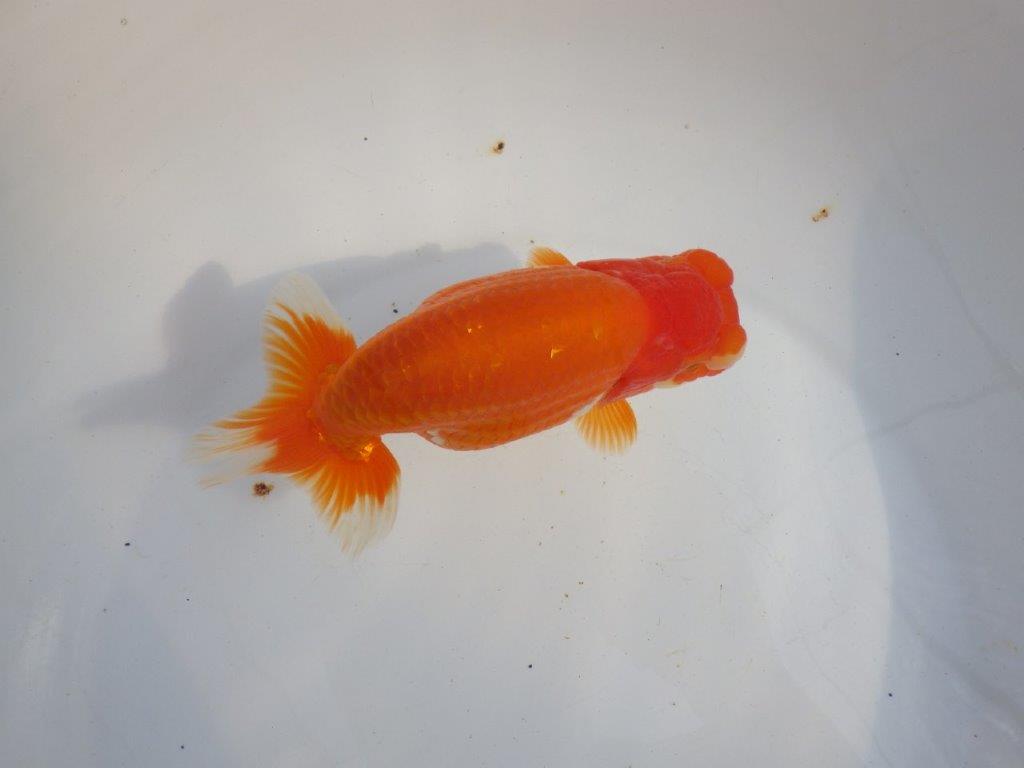 【 上位入賞独占ブリーダー】二歳で仕上がりに期待　当歳らんちゅう　東大関系統　約16㎝  メス？