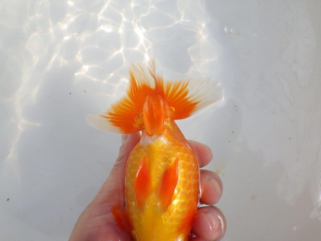 【 上位入賞独占ブリーダー】二歳で仕上がりに期待　当歳らんちゅう　東大関系統　約16㎝  メス？