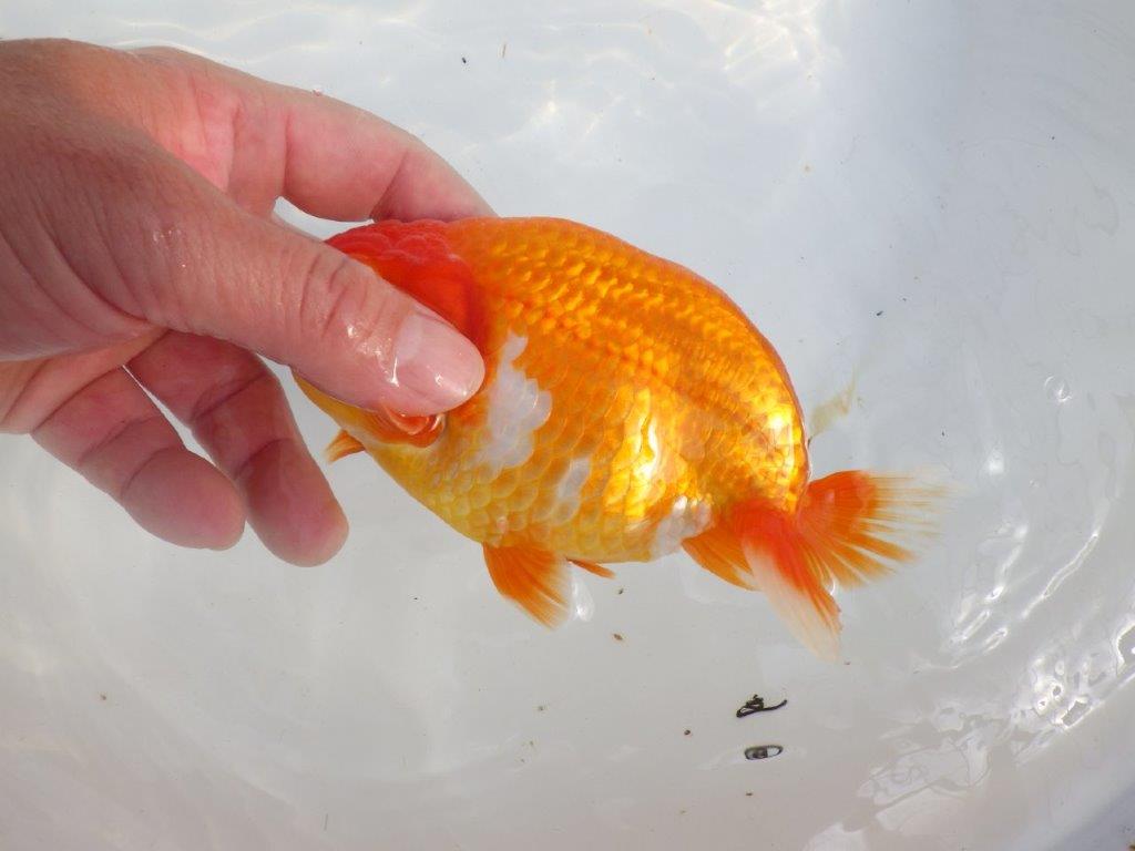 【 上位入賞独占ブリーダー】二歳で仕上がりに期待　当歳らんちゅう　東大関系統　約16㎝  メス？