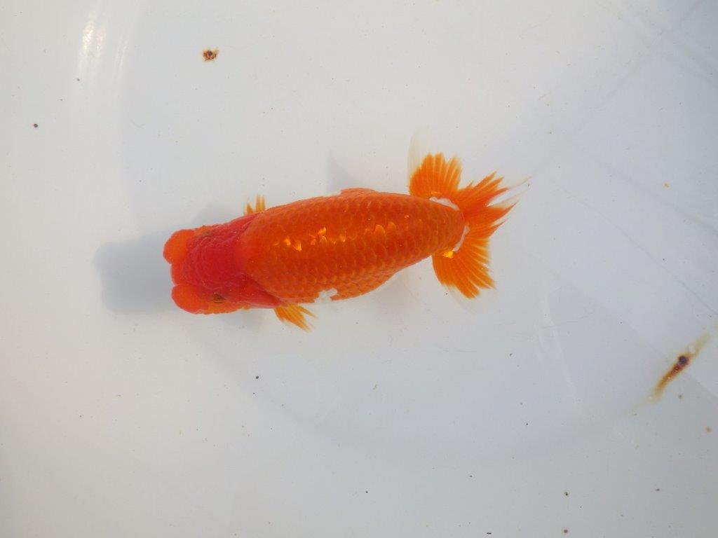 【 上位入賞独占ブリーダー】今後の仕上がりに注目! 当歳らんちゅう 東大関系統 約14㎝  オス?