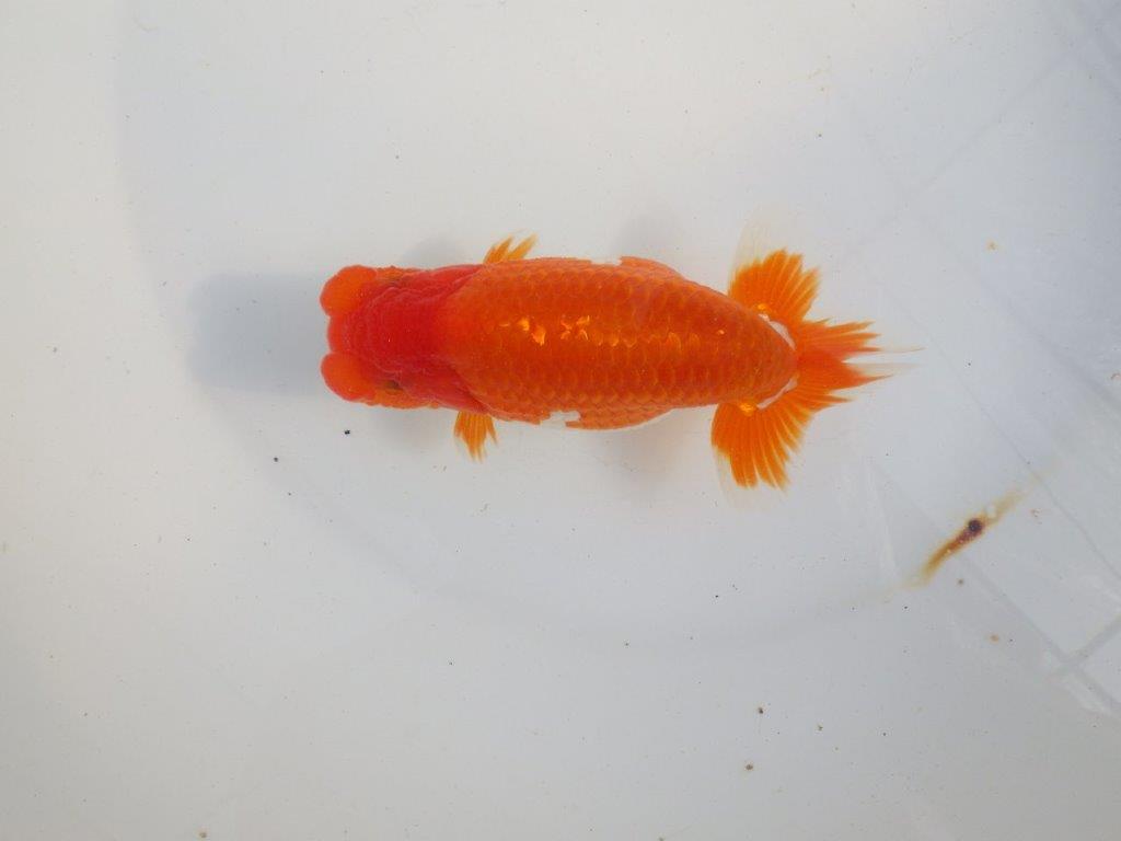 【 上位入賞独占ブリーダー】今後の仕上がりに注目! 当歳らんちゅう 東大関系統 約14㎝  オス?