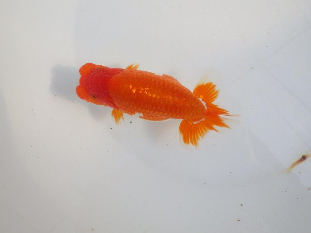 【 上位入賞独占ブリーダー】今後の仕上がりに注目! 当歳らんちゅう 東大関系統 約14㎝  オス?