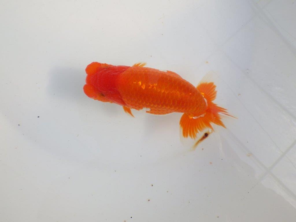 【 上位入賞独占ブリーダー】今後の仕上がりに注目! 当歳らんちゅう 東大関系統 約14㎝  オス?