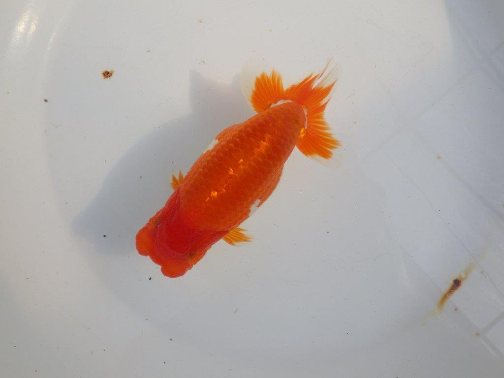 【 上位入賞独占ブリーダー】今後の仕上がりに注目! 当歳らんちゅう 東大関系統 約14㎝  オス?