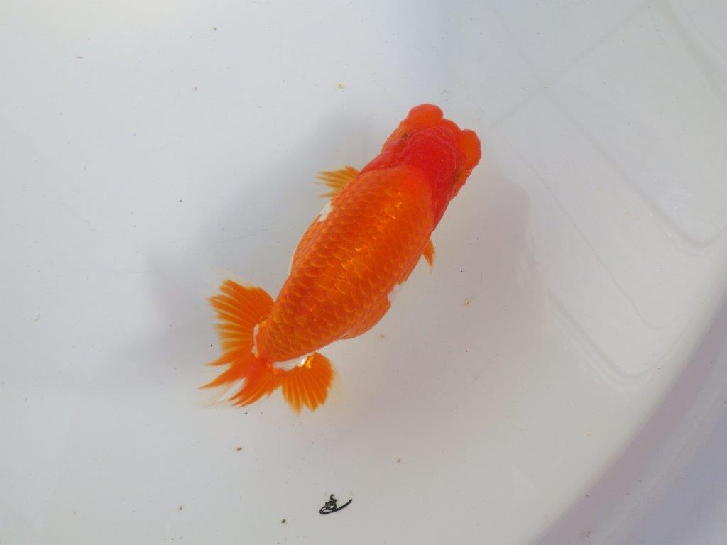 【 上位入賞独占ブリーダー】今後の仕上がりに注目! 当歳らんちゅう 東大関系統 約14㎝  オス?