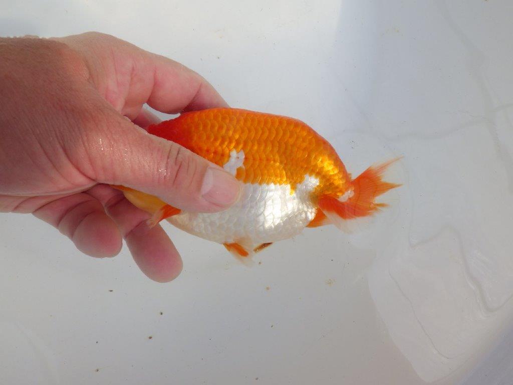 【 上位入賞独占ブリーダー】今後の仕上がりに注目! 当歳らんちゅう 東大関系統 約14㎝  オス?