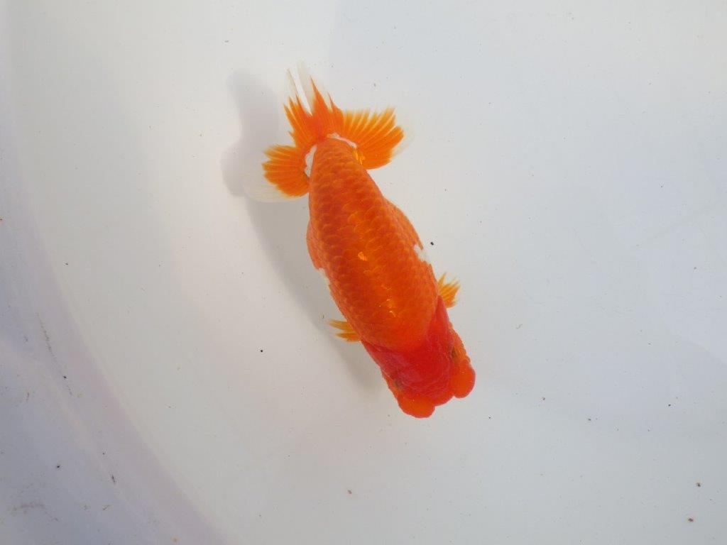 【 上位入賞独占ブリーダー】今後の仕上がりに注目! 当歳らんちゅう 東大関系統 約14㎝  オス?