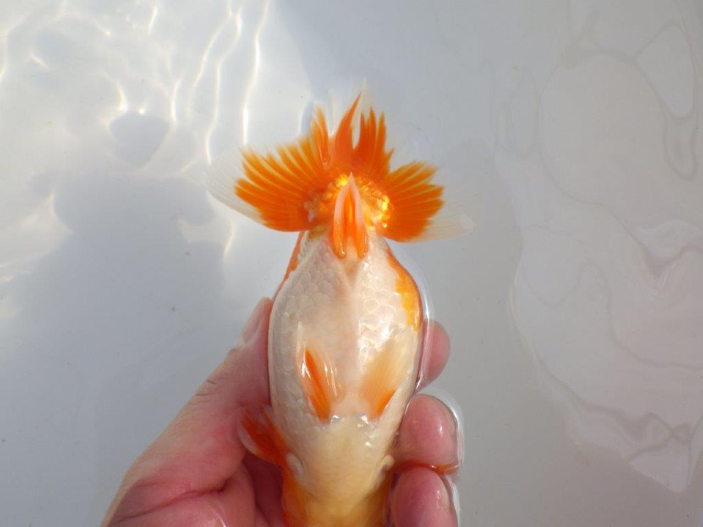 【 上位入賞独占ブリーダー】今後の仕上がりに注目! 当歳らんちゅう 東大関系統 約14㎝  オス?