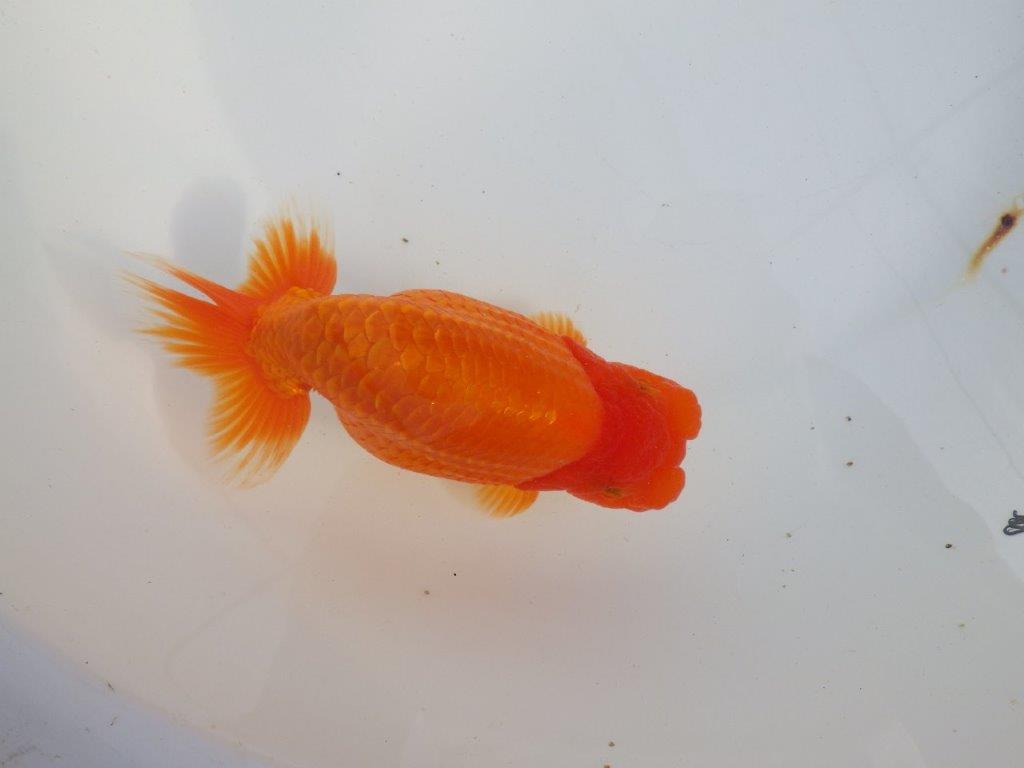 【 上位入賞独占ブリーダー】二歳まで温存!! 当歳らんちゅう 東大関系統 約16㎝  メス?